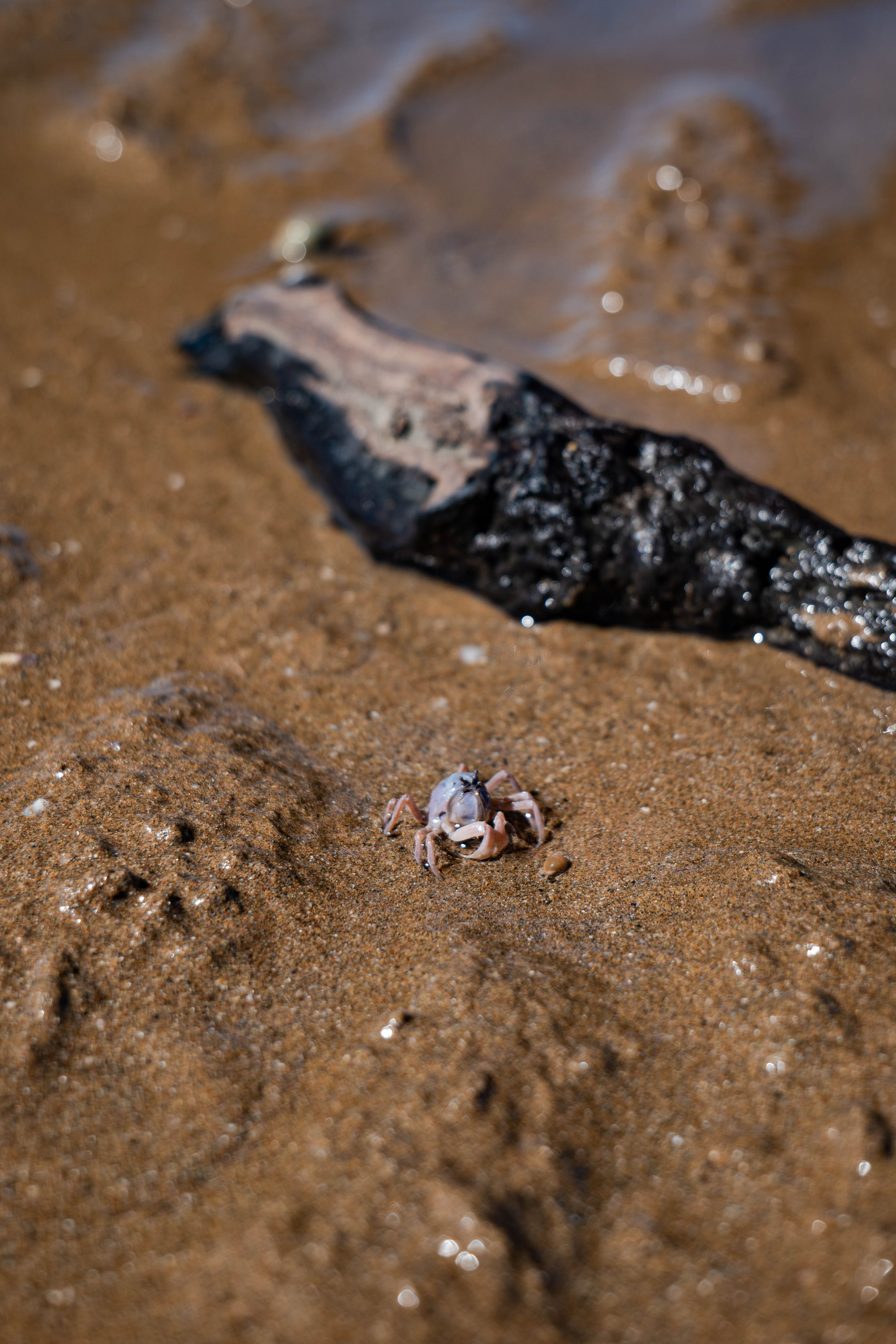 A small pale crab crossing wet sand beside a piece of dark driftwood
